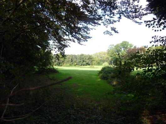 Blick aus dichtem Gehölzbestand auf die Hofwiese und den gegenüberliegenden Gehölzsaum.