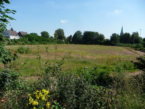 Blick von Süden auf die verwilderte Fläche des ehemaligen Stadions. Im Hintergrund links sieht man den Kirchturm der Probsteikirche St. Gertrud von Brabant.