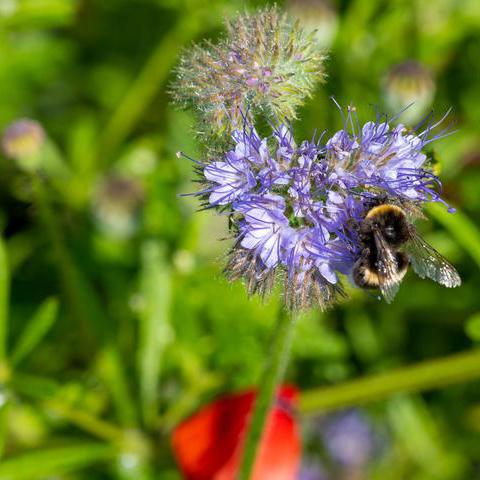 Die blühende Phacelia wird nicht umsonst Bienenfreund genannt, hier bedient sich gerade eine Hummel. 