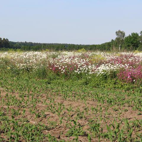 Blüh- und Altgrasstreifen