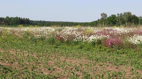 Blüh- und Altgrasstreifen