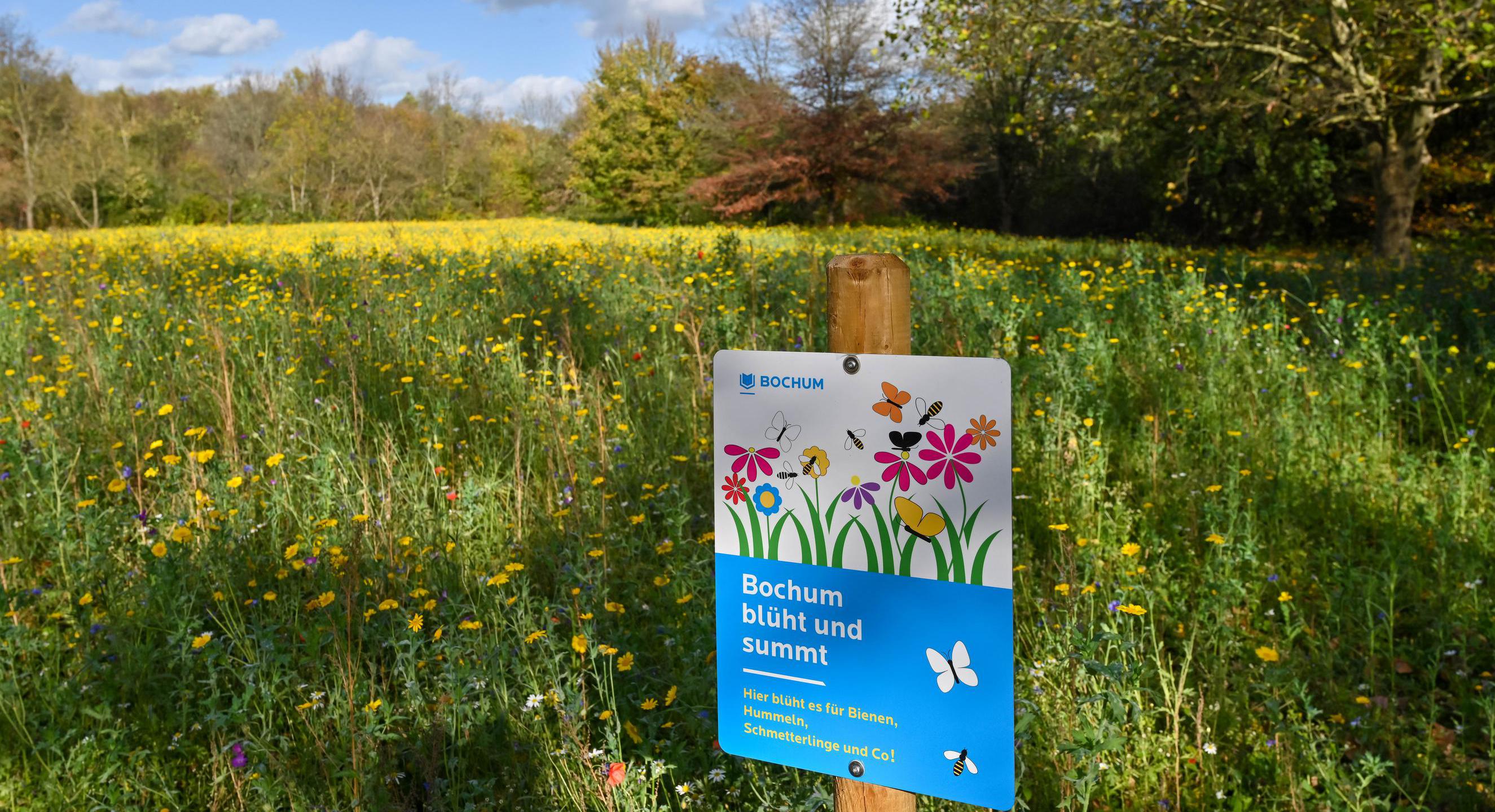 Blumenwiese mit einem Plakat zur Kampagne "Bochum blüht und summt"
