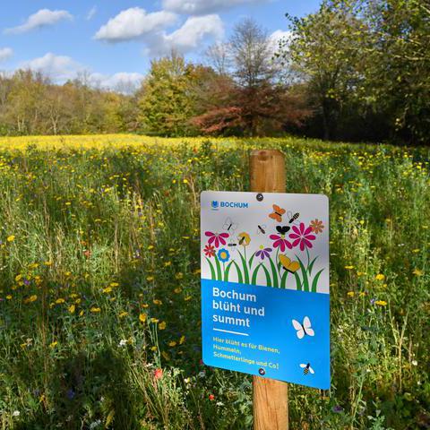 Blumenwiese mit einem Plakat zur Kampagne Bochum blüht und summt