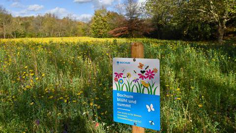 Blumenwiese mit einem Plakat zur Kampagne "Bochum blüht und summt"