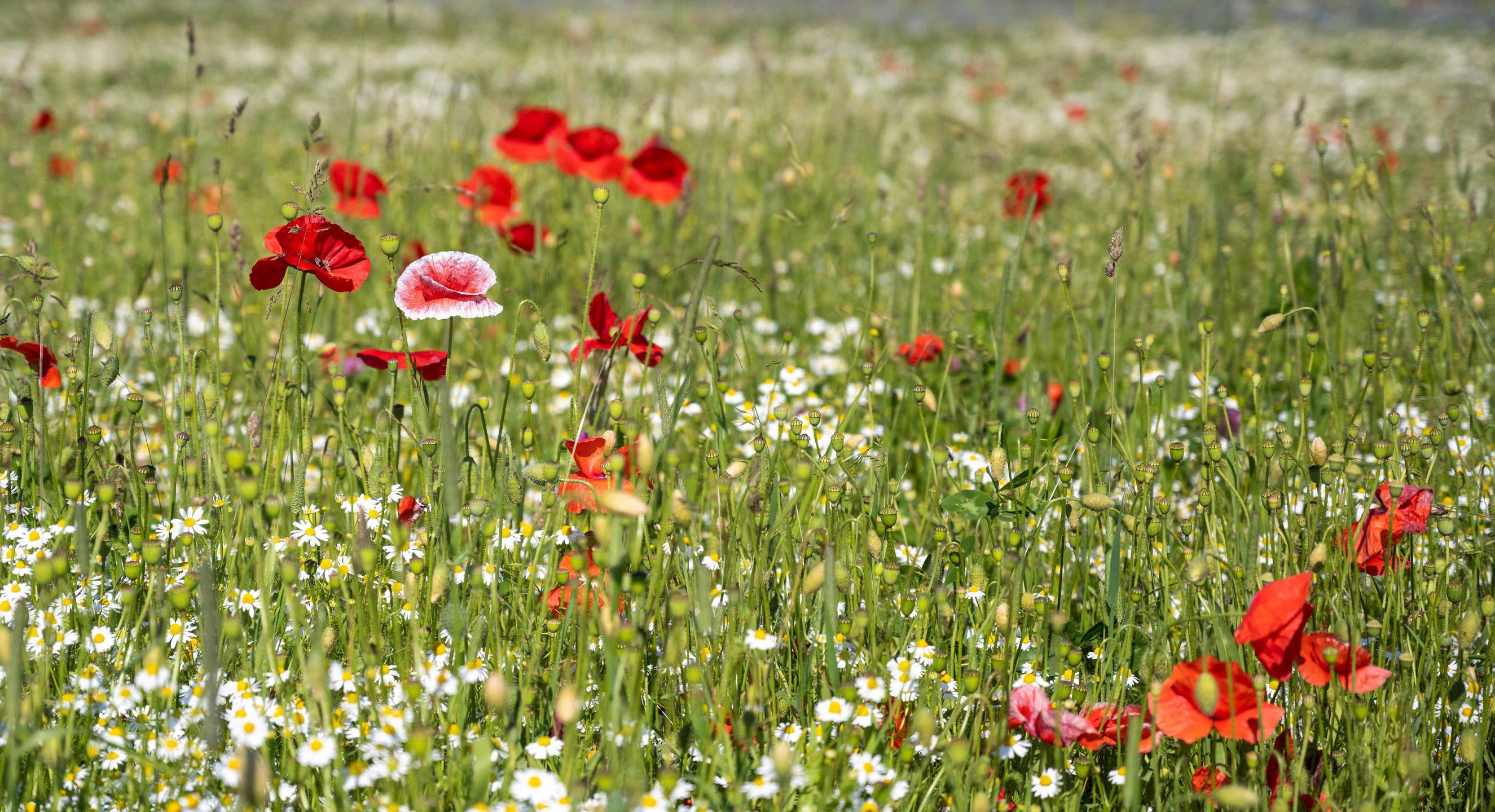 Mohn auf einer Wiese
