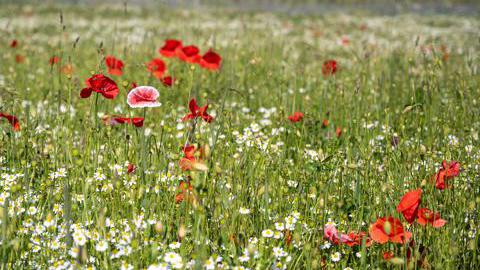 Mohn auf einer Wiese