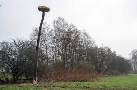 Aufbau eines Storchennestes in den Ruhrauen
