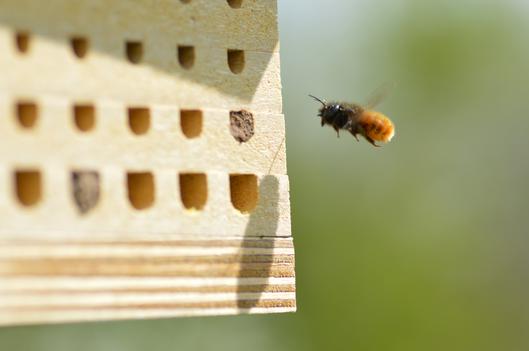Gehörnte Mauerbiene