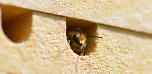 Osmia brevicornis Männchen