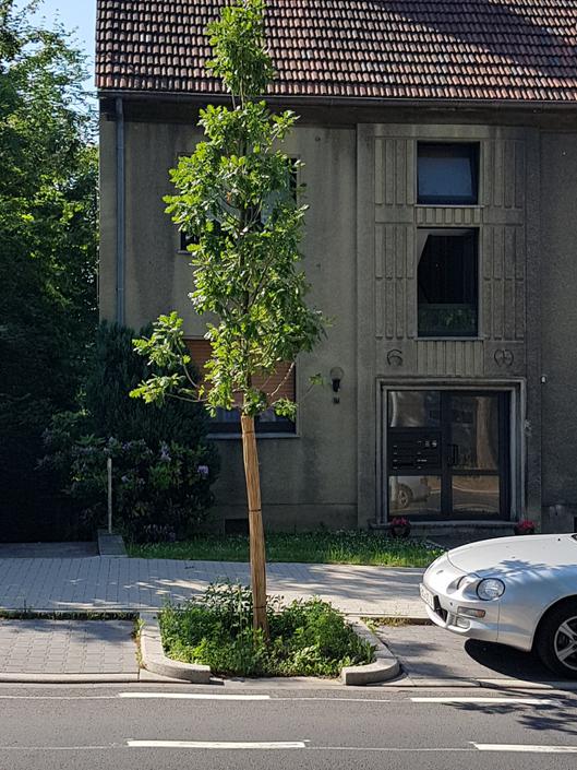 Eine Baumrigole in der Wasserstraße wird über eine Öffnung im Bordstein mit Wasser versorgt.