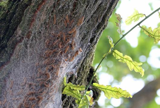 Nest von Eichenprozessionsspinnern an einer Eiche