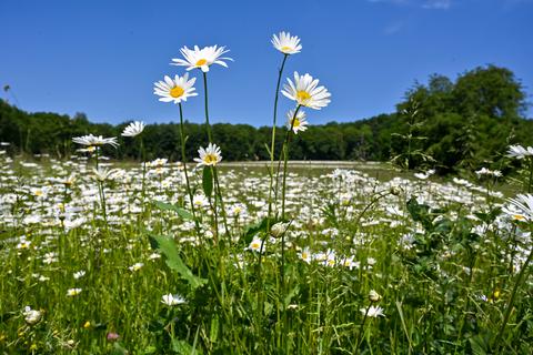 Wiesen-Margerite