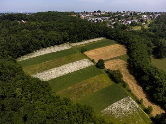 Streifenflur in Bochum Stiepel