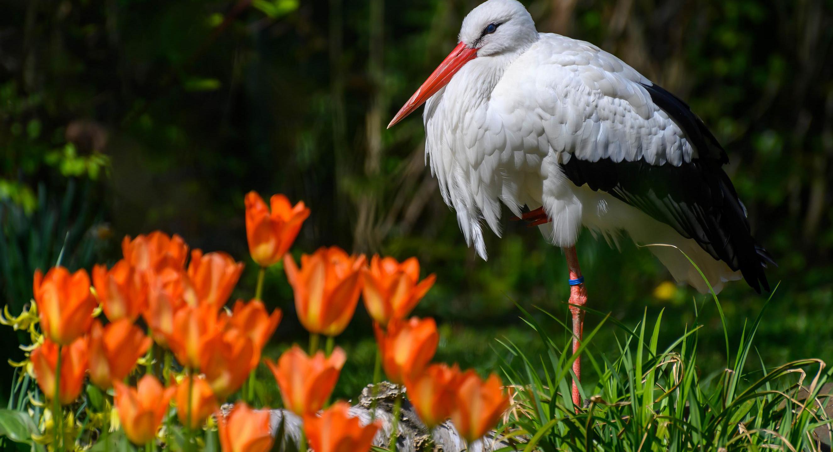 Storch im Bochumer Tierpark