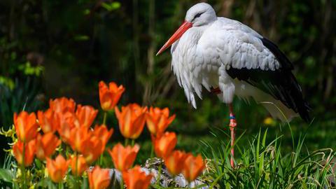 Storch im Bochumer Tierpark