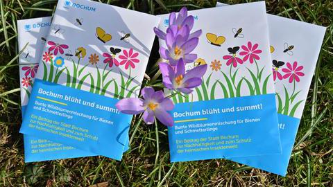 Samentütchen mit einer Wildblumenmischung der Stadtverwaltung Bochum neben Krokussen als Frühlingsboten
