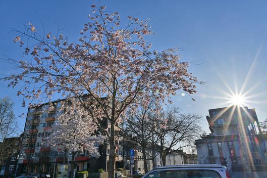 Die äußere Kulisse des Springerplatzes.