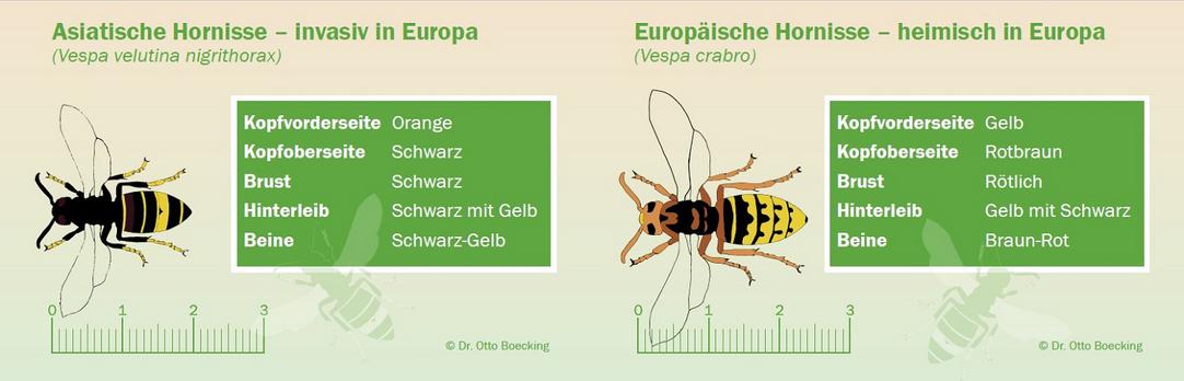 Gegenüberstellung / Vergleich  Asiatische und Europäische Hornisse