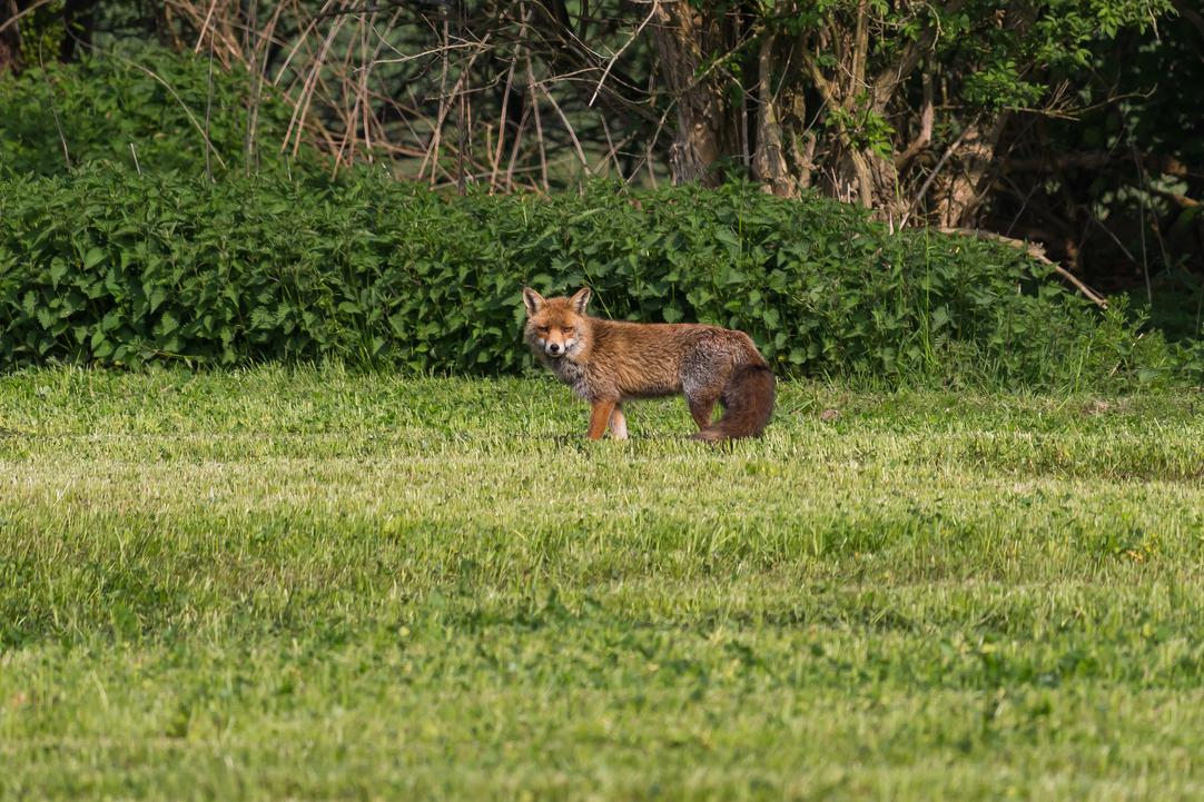 Ein Rotfuchs in Bochum.