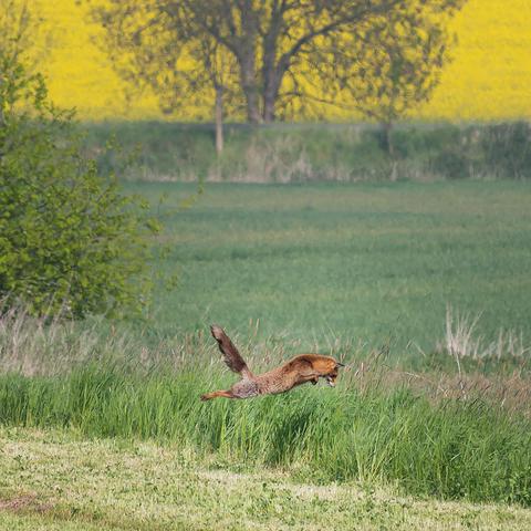 Ein Rotfuchs springt über eine Wiese in Bochum.