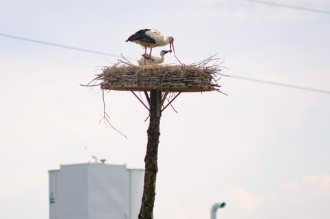 Ein Storchenkind wird von seinem Elternteil im Nest gefüttert.