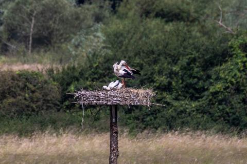 Der Nachwuchs des Storchenpaares im Nest.