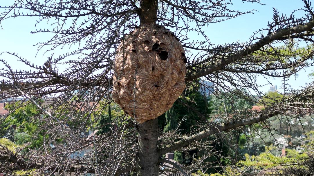 Sekundärnest Vespa velutina 