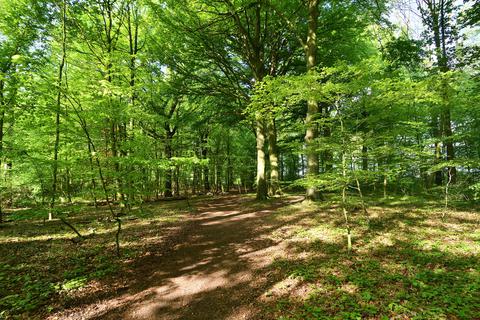 Waldweg in Bochum