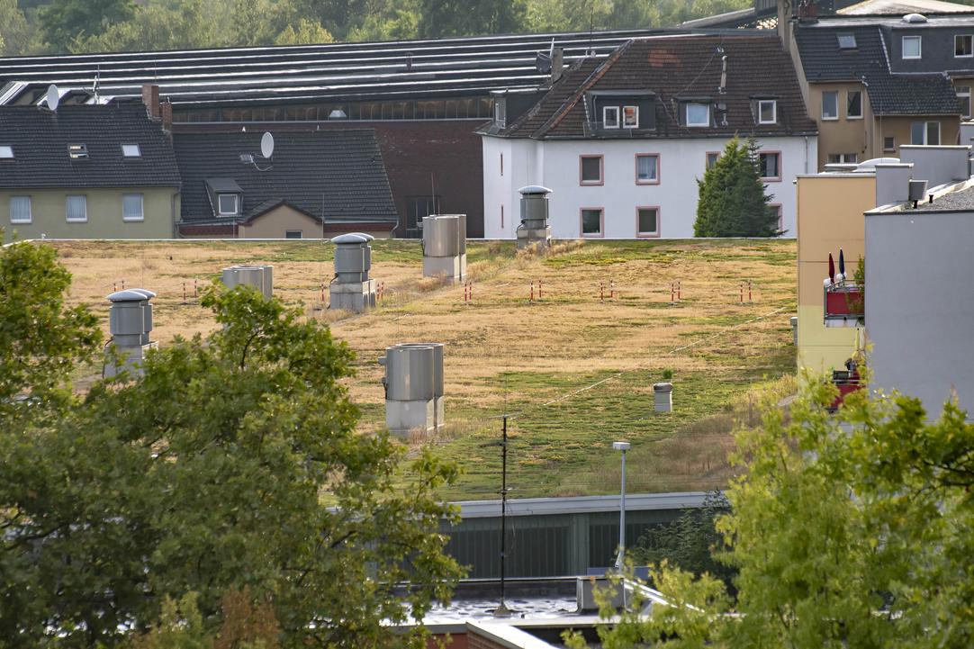 Begrünte Dächer