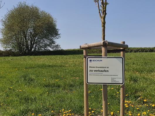 Wiese mit einem Baum im Vordergrund an dem ein zu verkaufen Schild hängt.