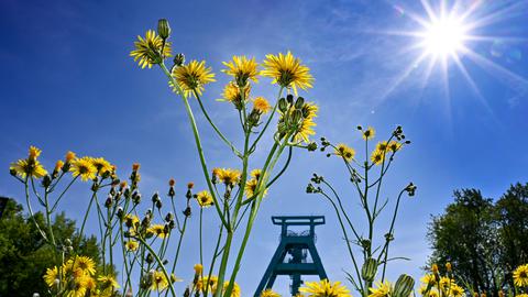 Blumenwiese