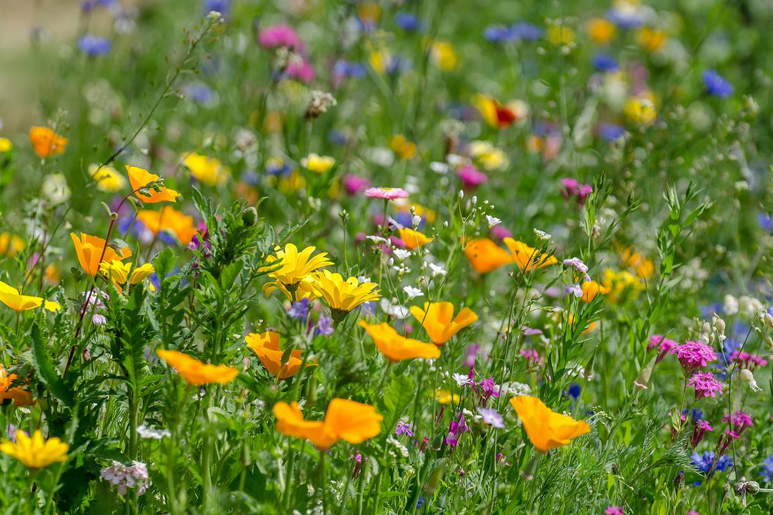 Eine Wiese mit bunten Wildblumen in Nahaufnahme.