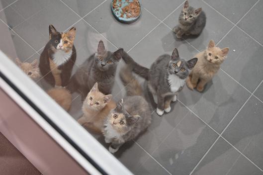 Katzencontainer