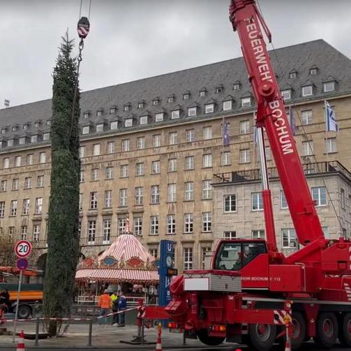 Der Weihnachtsbaum wird auf dem Rathausvorplatz aufgestellt.