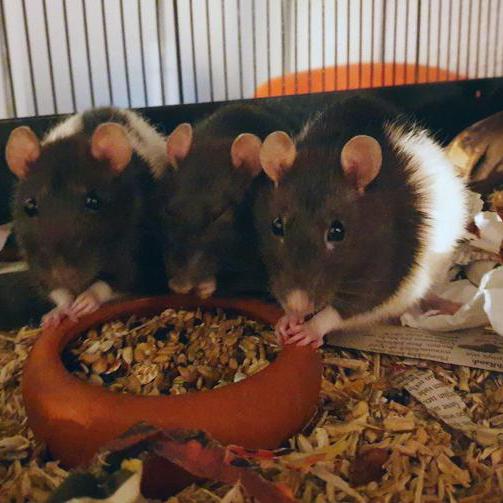 Drei Farbratten sitzen vor ihrem mit Körnern gefüllten Futternapf