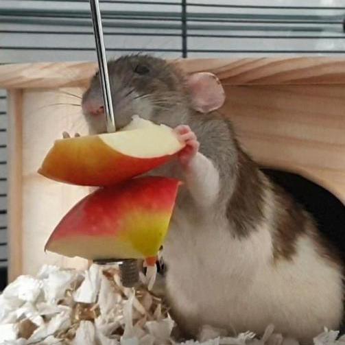 Farbratte frisst Apfelstücke von einem Futterspieß