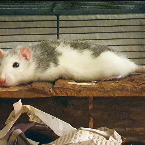 Eine entspannte Ratte.