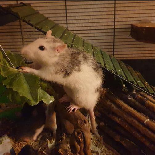 Eine Ratte stützt sich beim Knabbern an einem Kohlrabiblatt auf ihrem Schwanz ab.