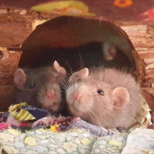 Zwei Ratten kuscheln zusammen in einem Häuschen