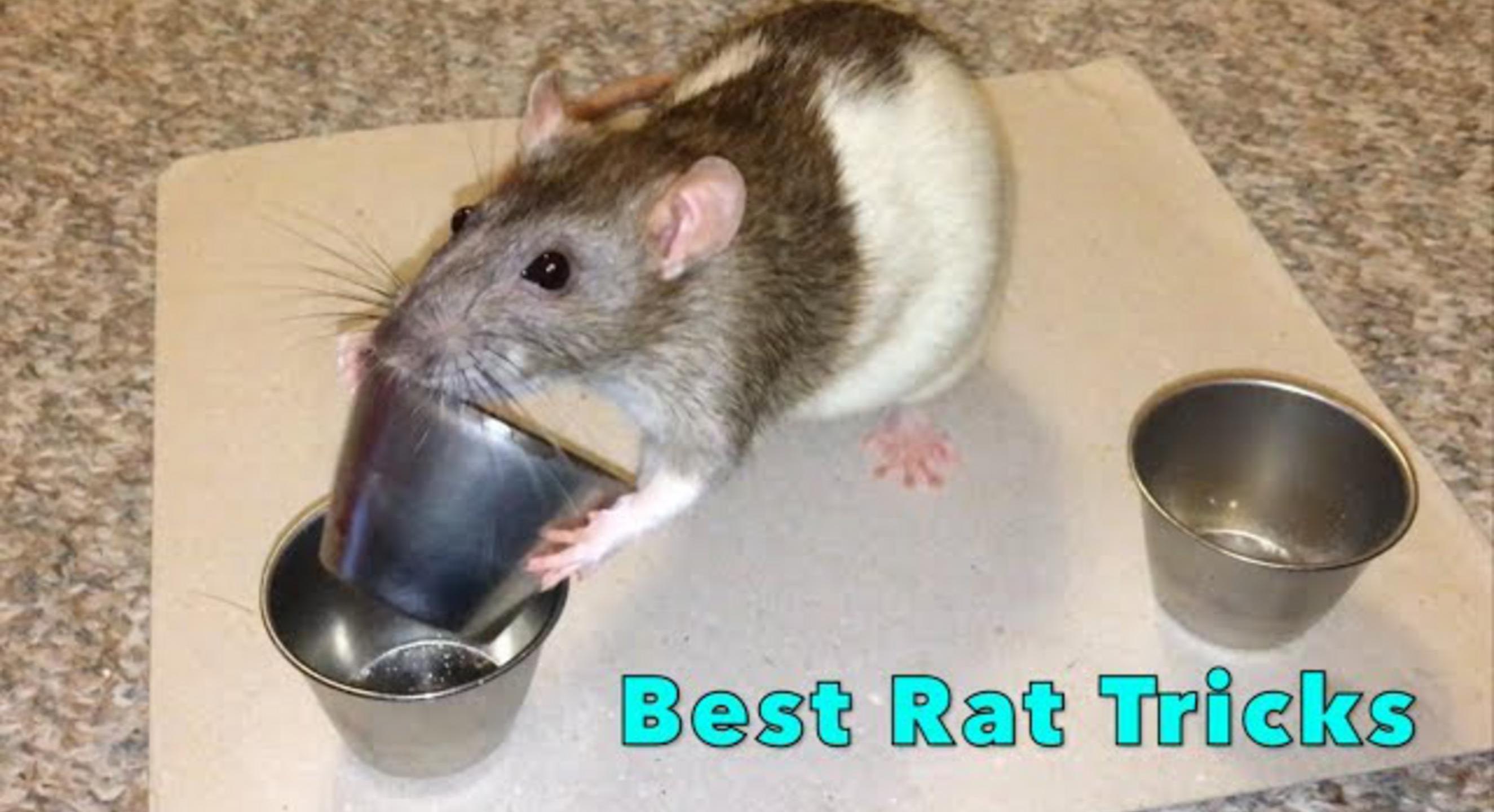 Thumbnail für "Shadow The Rat - Best Rat Tricks (Compilation)"