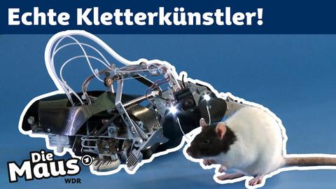 Thumbnail für "Was haben ein Roboter und eine Ratte gemeinsam? | DieMaus | WDR"
