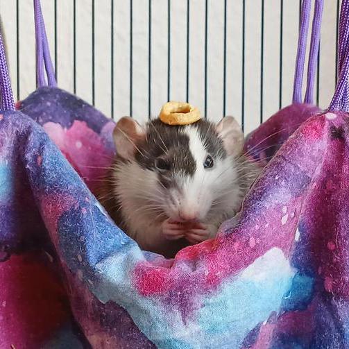 Ratte isst einen Snack und balanciert weiteren Snack auf dem Kopf