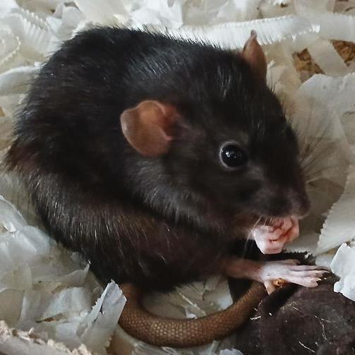 Ratte sitzt und hält Hände zusammen