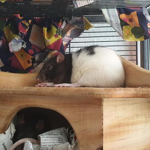 Ratte liegt auf Holzhaus mit ausgestreckten Beinen und Armen