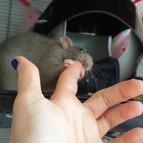 Farbratte untersucht Fingernagel