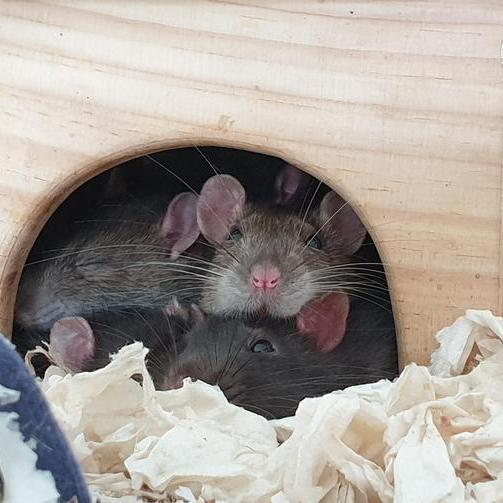 Farbrattenrudel liegt zusammengekuschelt in Holzhäuschen
