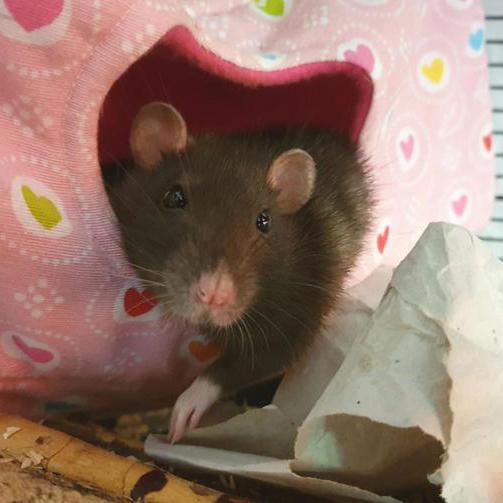 Farbratten hängt ihren Arm lässig aus dem Kuschelhäuschen