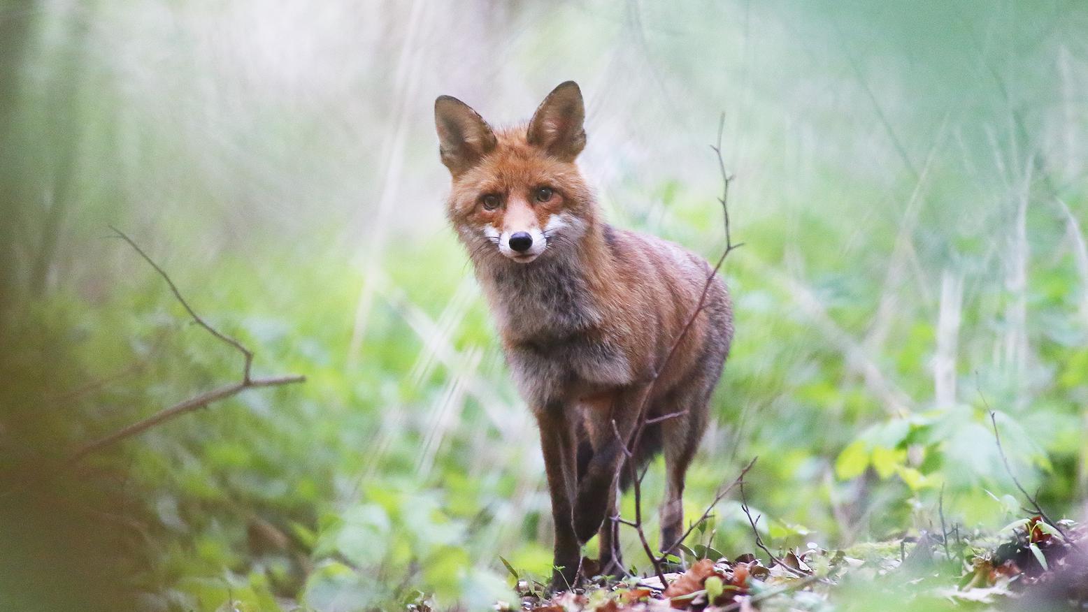 Eingang zum Wäldchen Auf dem Kalwes 