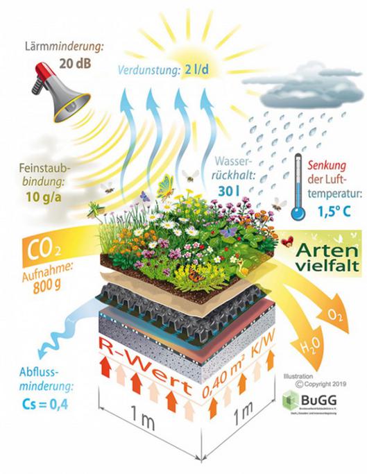 Grafik extensive Dachbegrünung