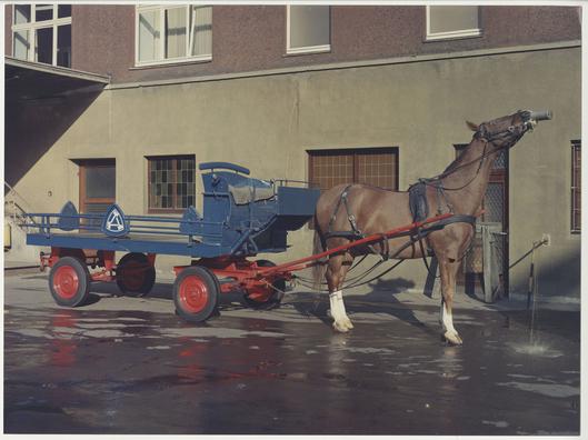 Das für den Transport der Bierfässer eingesetzte Brauereipferd namens Alerich